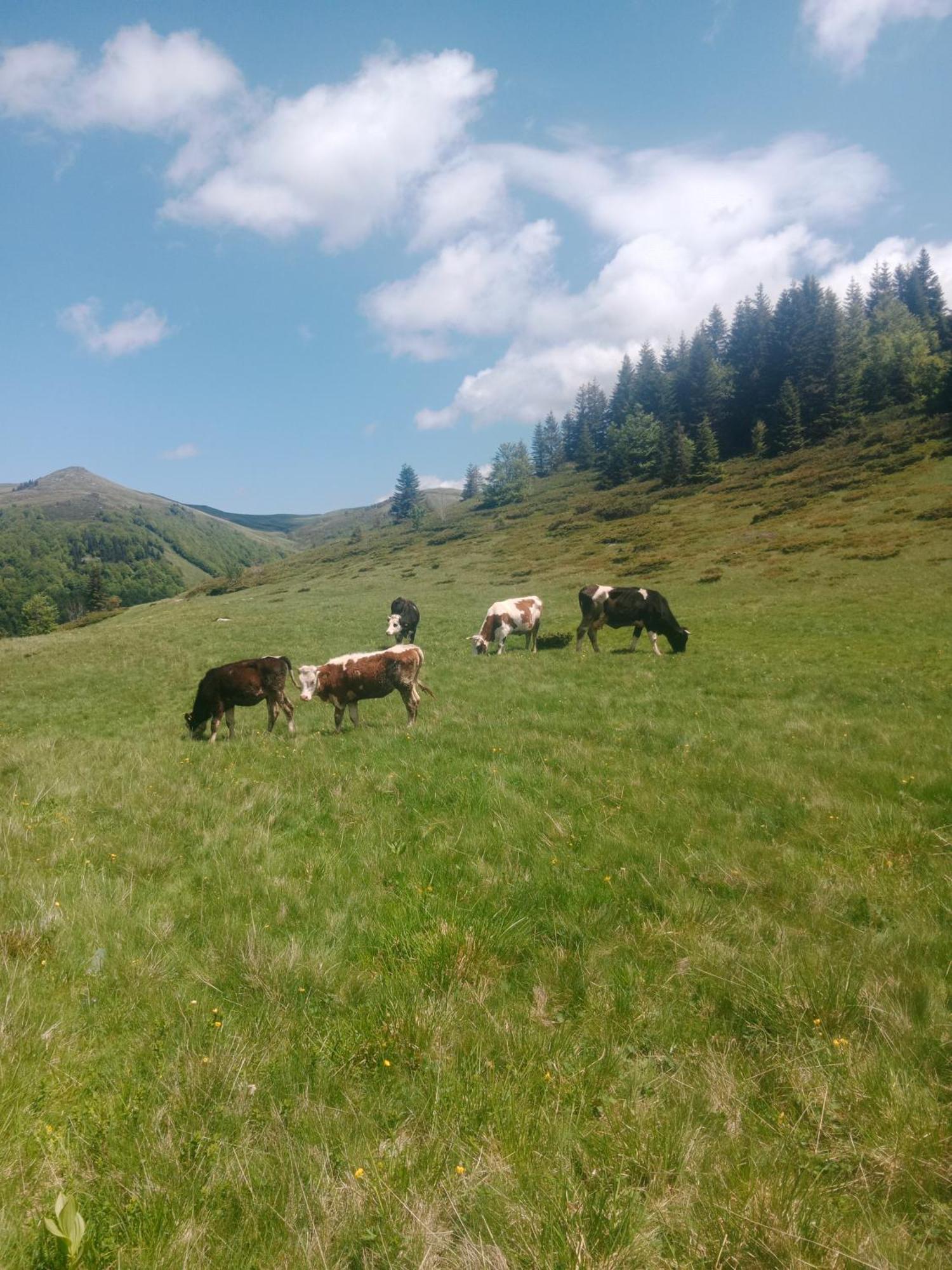 Katun Siska Medna Dolina Villa Berane Luaran gambar